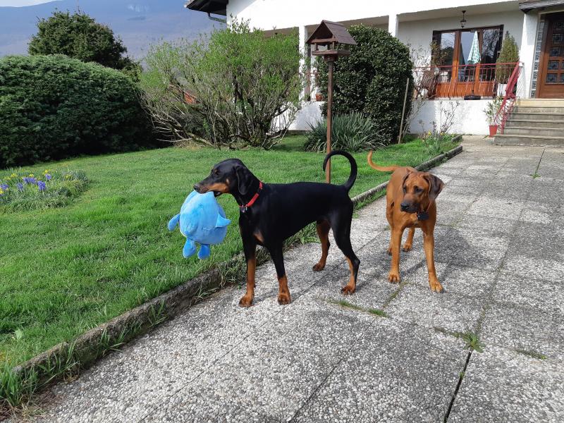 Rangoon uploaded   342  day/s  ago