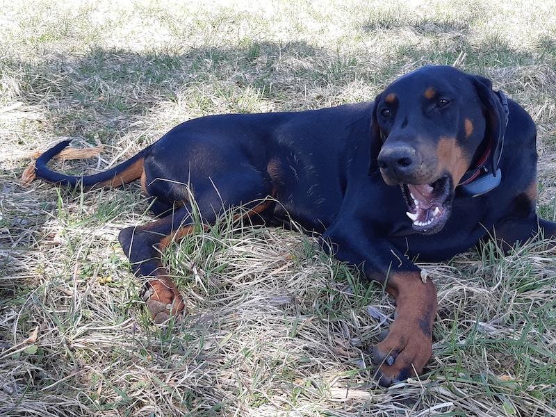 Rangoon uploaded   353  day/s  ago