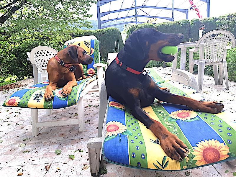 Rangoon uploaded   305  day/s  ago