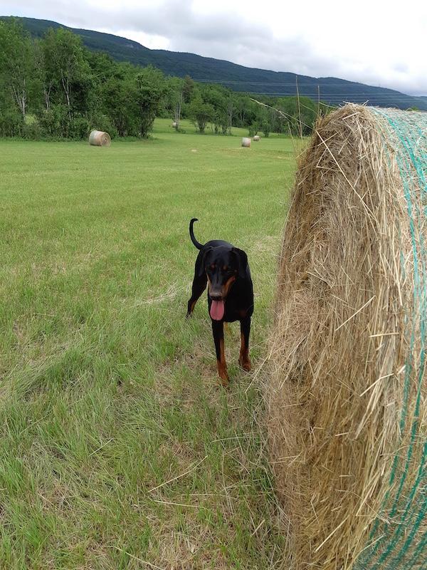 Rangoon uploaded   283  day/s  ago