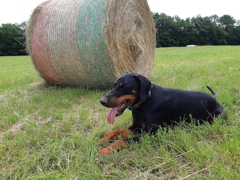 Rangoon uploaded   283  day/s  ago