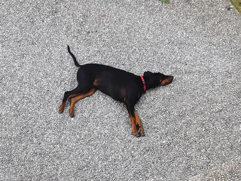 Rangoon uploaded   280  day/s  ago