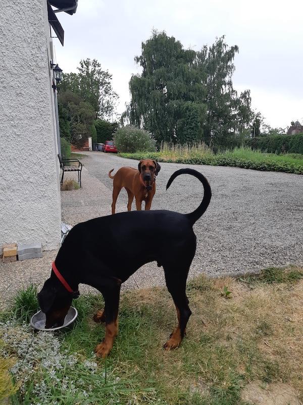 Rangoon uploaded   204  day/s  ago