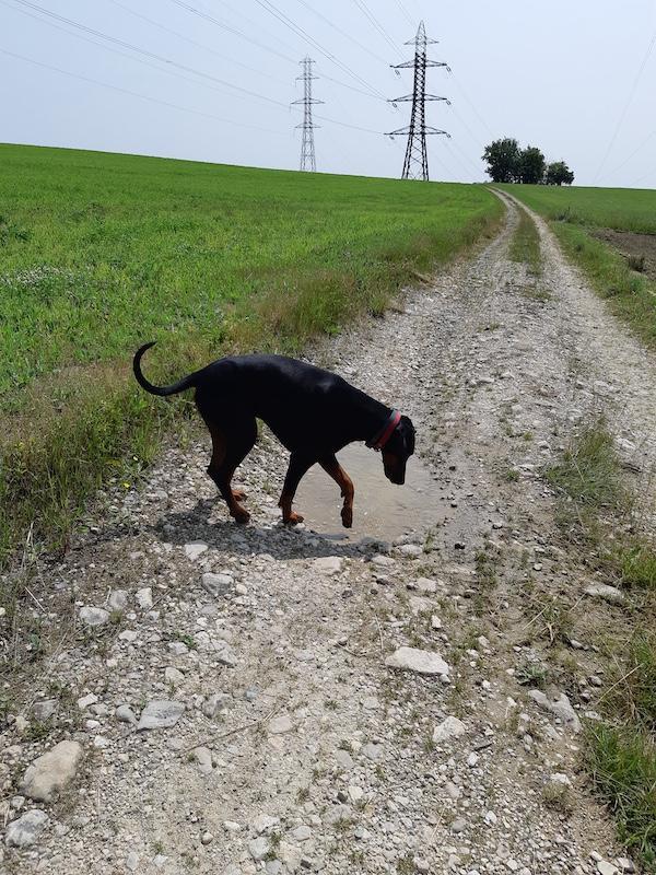 Rangoon uploaded   294  day/s  ago