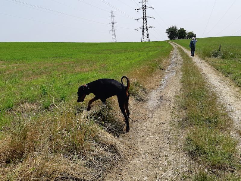 Rangoon uploaded   294  day/s  ago