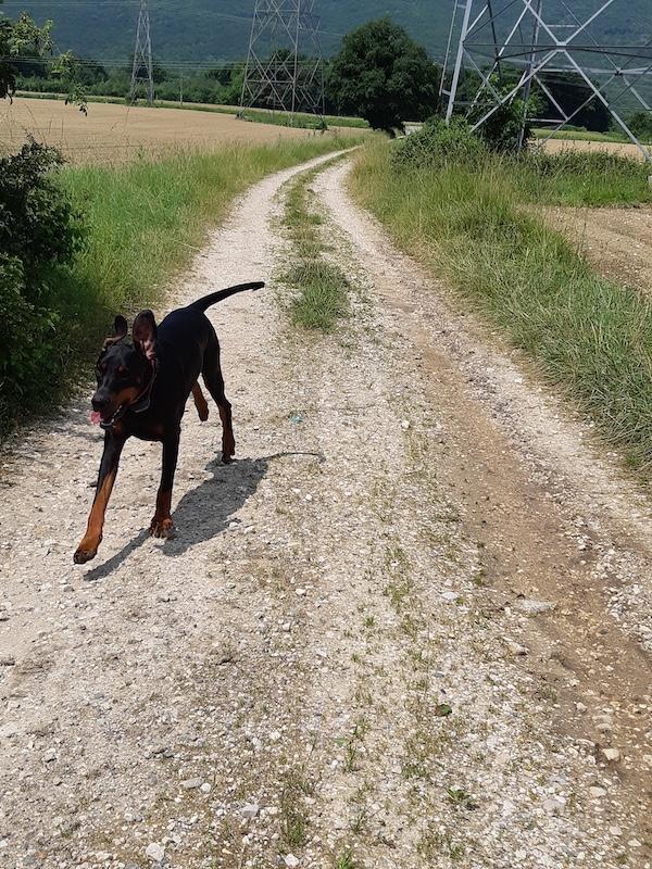 Rangoon uploaded   294  day/s  ago