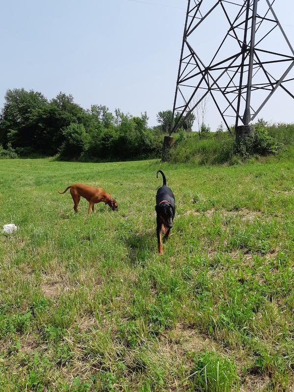 Rangoon uploaded   294  day/s  ago