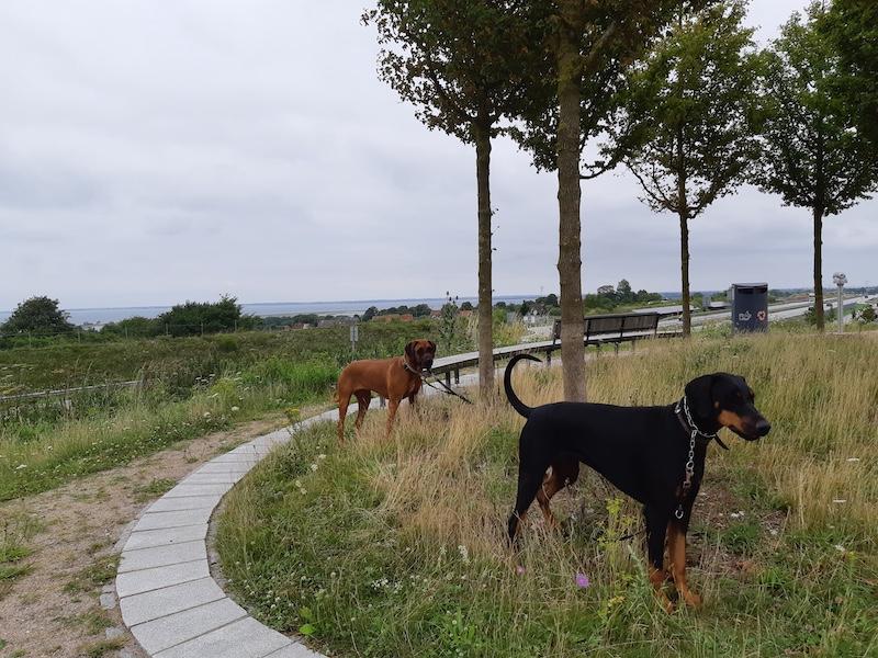 Rangoon uploaded   256  day/s  ago