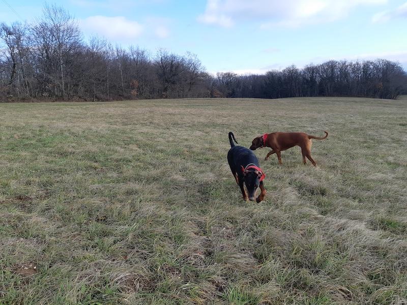 Rangoon uploaded   95  day/s  ago