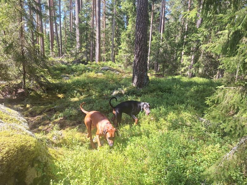 Rangoon uploaded   201  day/s  ago