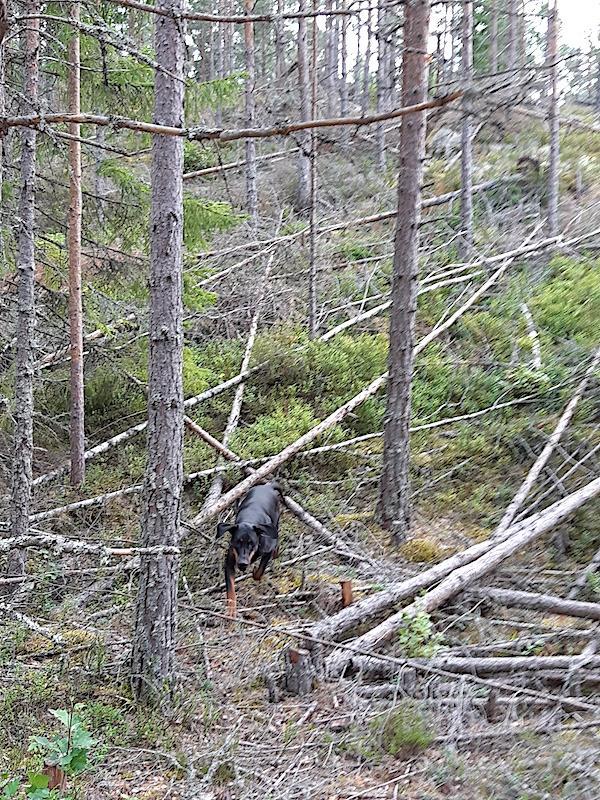 Rangoon uploaded   201  day/s  ago