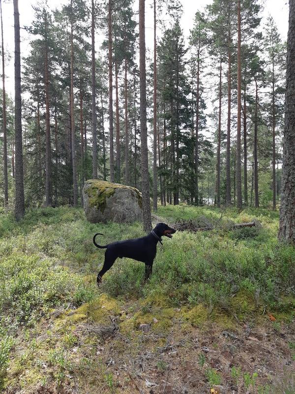 Rangoon uploaded   201  day/s  ago