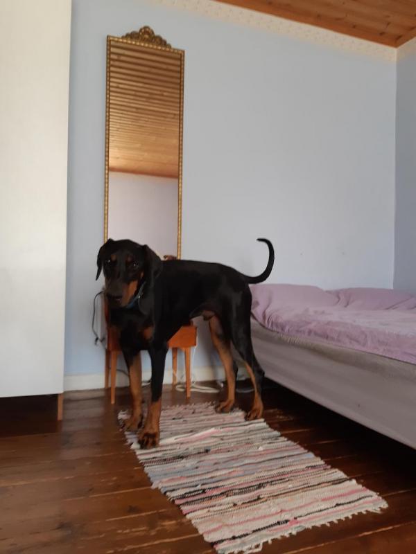 Rangoon uploaded   251  day/s  ago