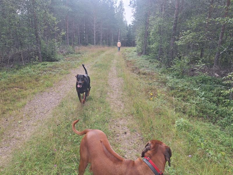 Rangoon uploaded   251  day/s  ago