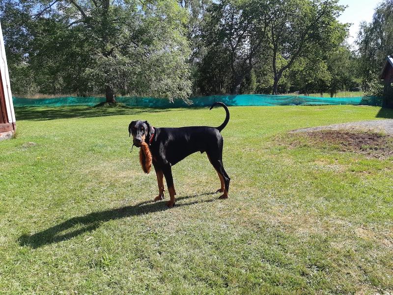 Rangoon uploaded   251  day/s  ago