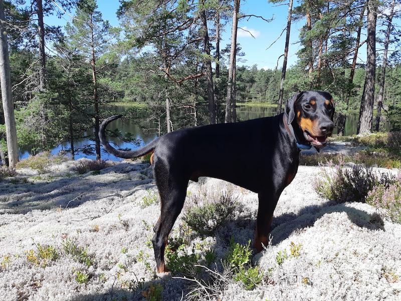 Rangoon uploaded   169  day/s  ago