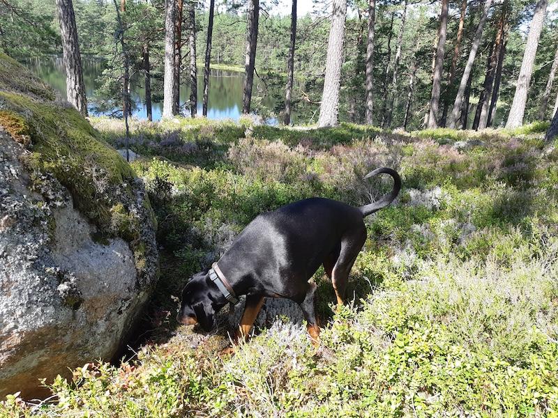 Rangoon uploaded   242  day/s  ago