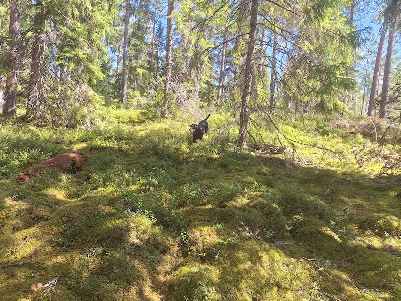 Rangoon uploaded   242  day/s  ago