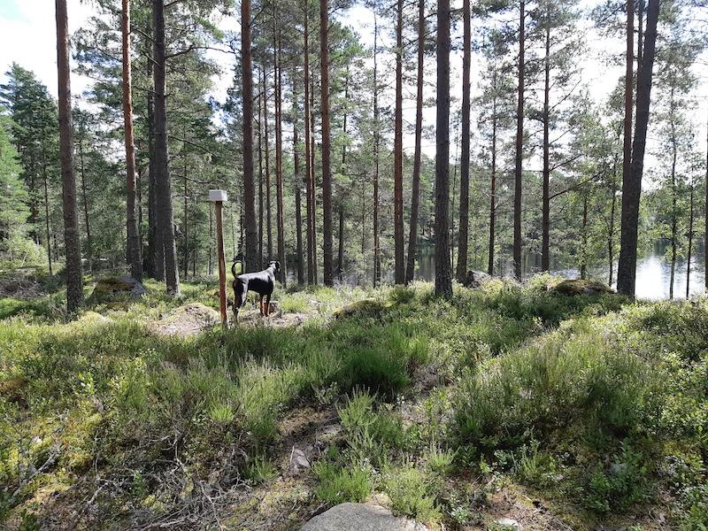 Rangoon uploaded   242  day/s  ago