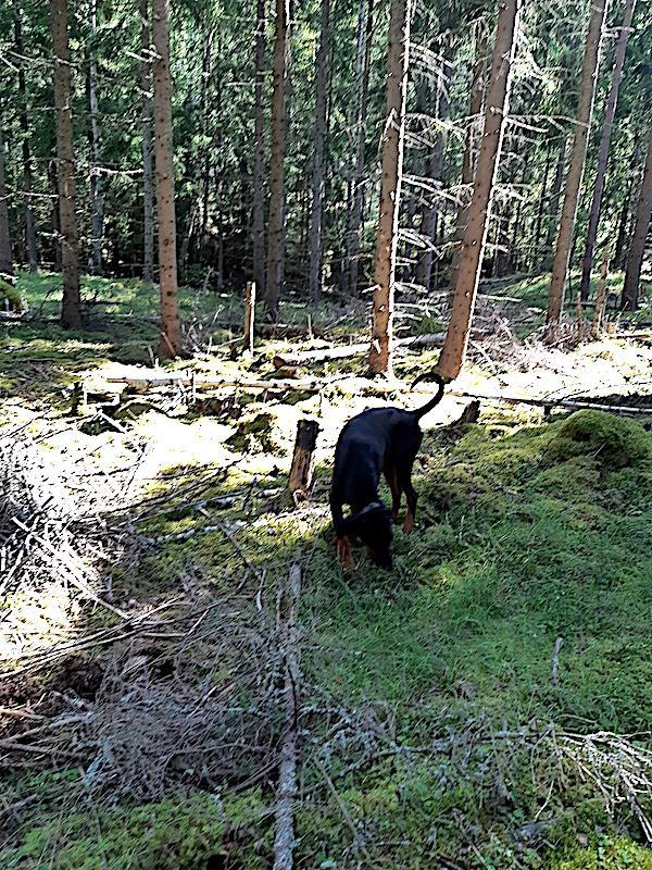 Rangoon uploaded   242  day/s  ago