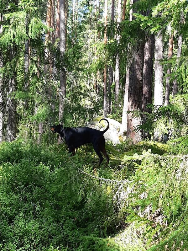 Rangoon uploaded   235  day/s  ago