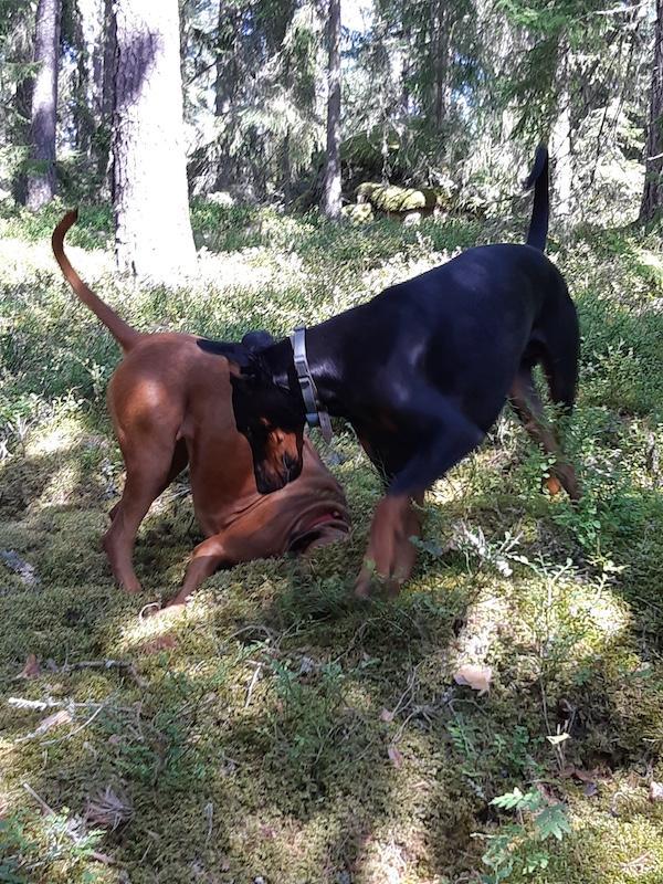 Rangoon uploaded   235  day/s  ago