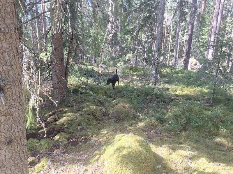 Rangoon uploaded   235  day/s  ago