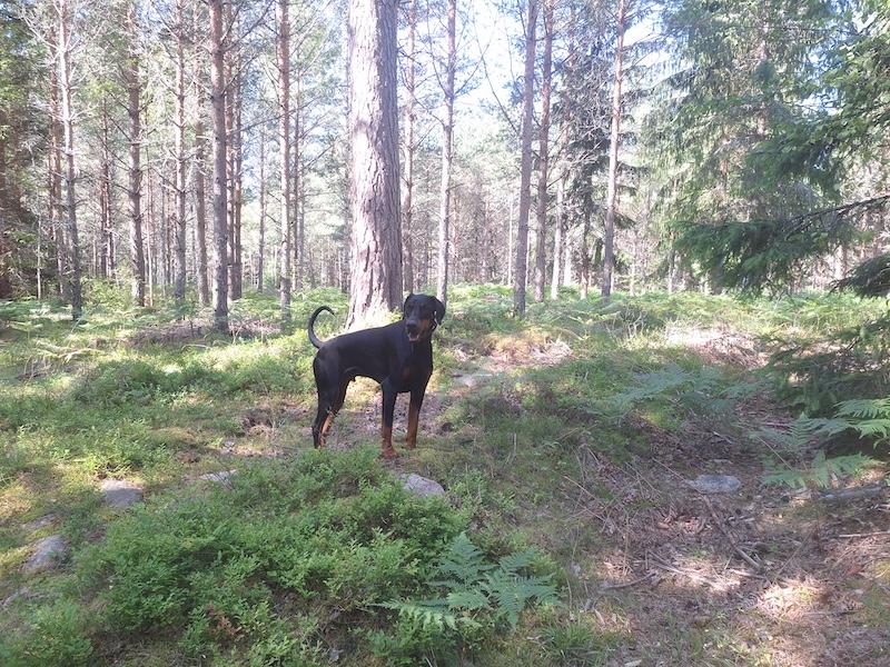 Rangoon uploaded   235  day/s  ago