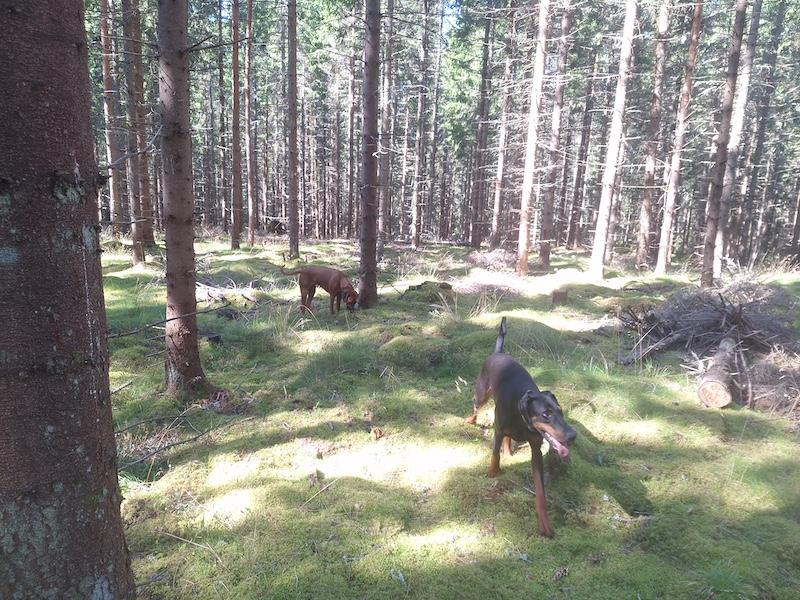 Rangoon uploaded   235  day/s  ago