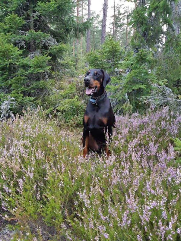 Rangoon uploaded   162  day/s  ago