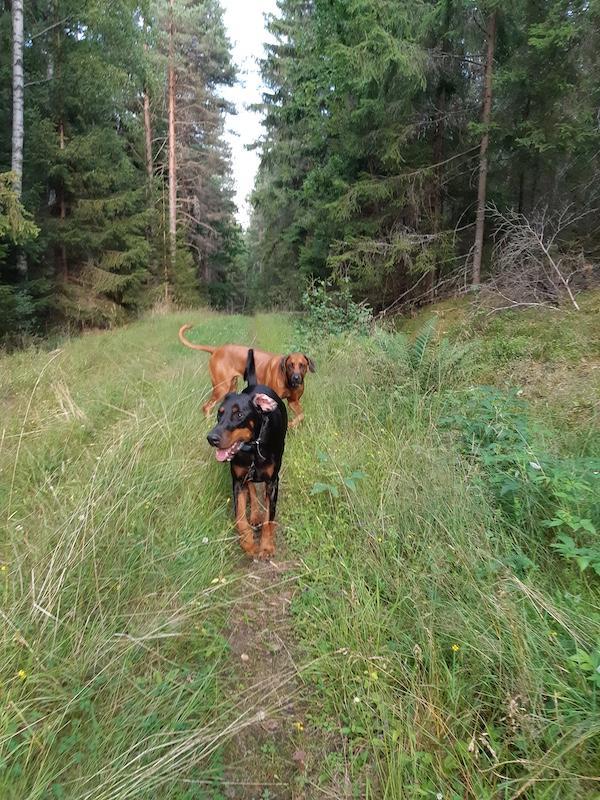 Rangoon uploaded   235  day/s  ago