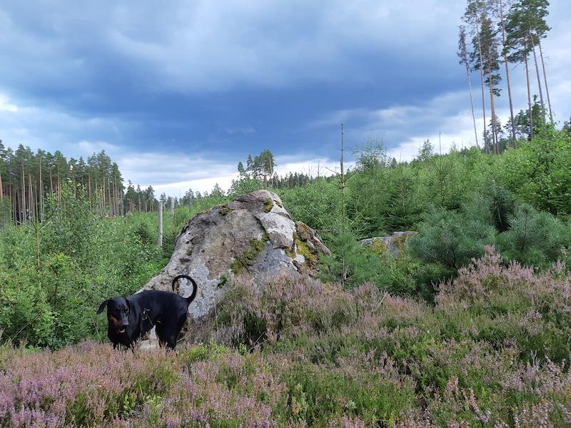 Rangoon uploaded   228  day/s  ago