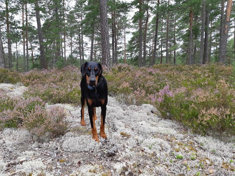 Rangoon uploaded   228  day/s  ago