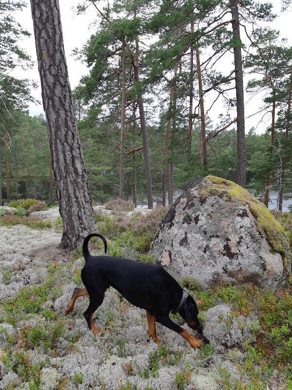 Rangoon uploaded   228  day/s  ago