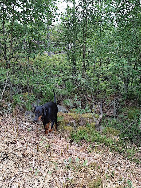 Rangoon uploaded   228  day/s  ago