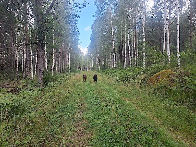 Rangoon uploaded   228  day/s  ago