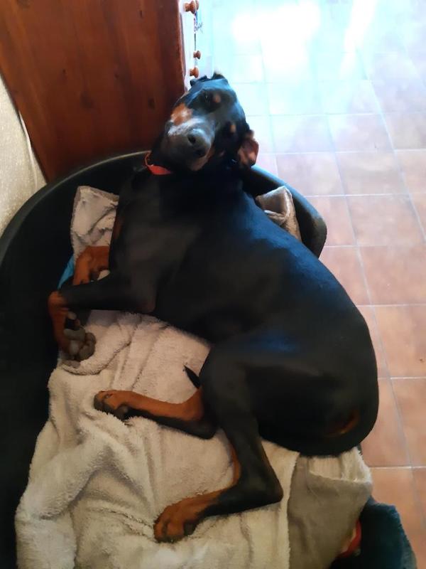 Rangoon uploaded   95  day/s  ago