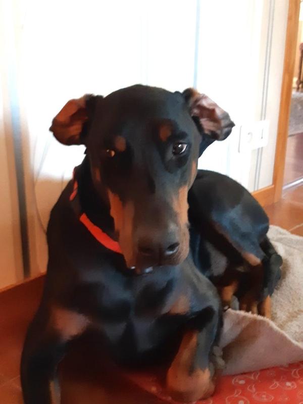 Rangoon uploaded   95  day/s  ago