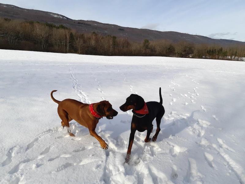 Rangoon uploaded   54  day/s  ago