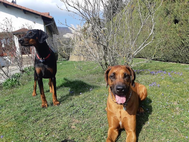 Valle-lee of the Rangoon family