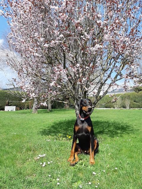 Rangoon uploaded   10  day/s  ago