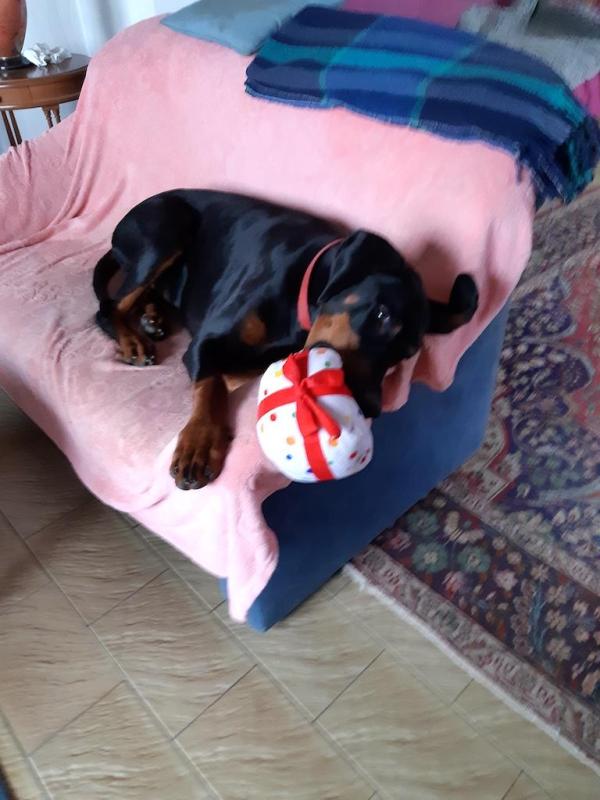 Rangoon uploaded   41  day/s  ago