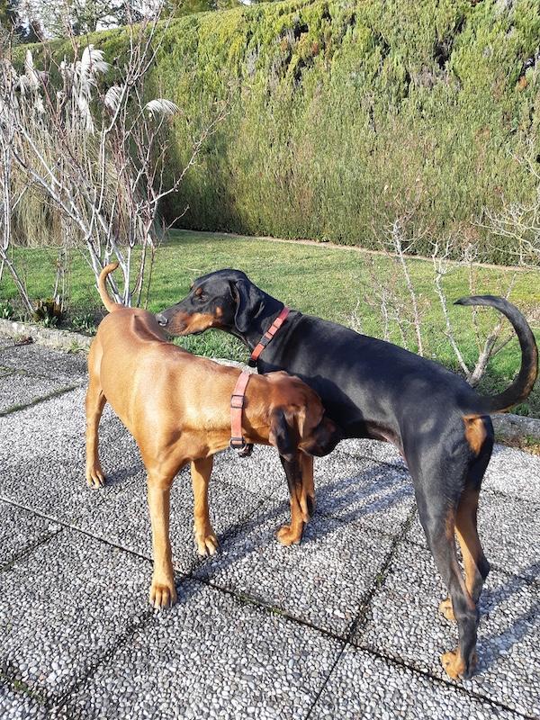 Valle-lee of the Rangoon family