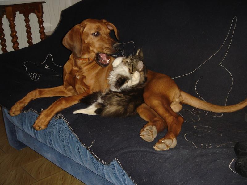 Rangoon uploaded   11 year/s ago