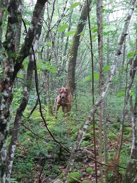 Rangoon uploaded   4 year/s ago