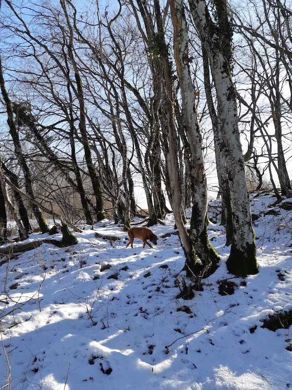 Rangoon uploaded   4 year/s ago