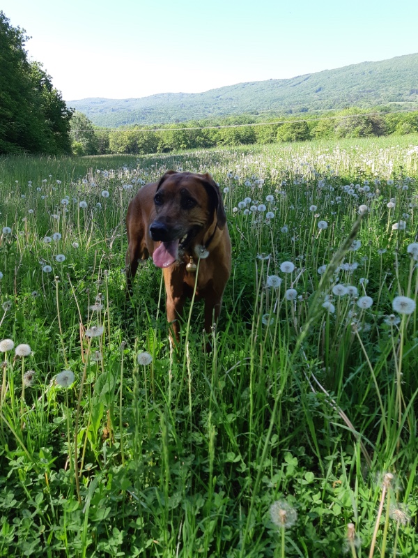 Rangoon uploaded   3 year/s ago