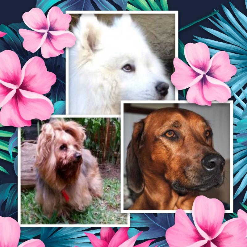 Eureka Saba of the Rangoon family