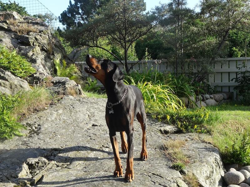 Rangoon uploaded   9 year/s ago