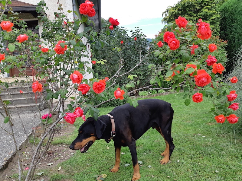 Rangoon uploaded   5 year/s ago